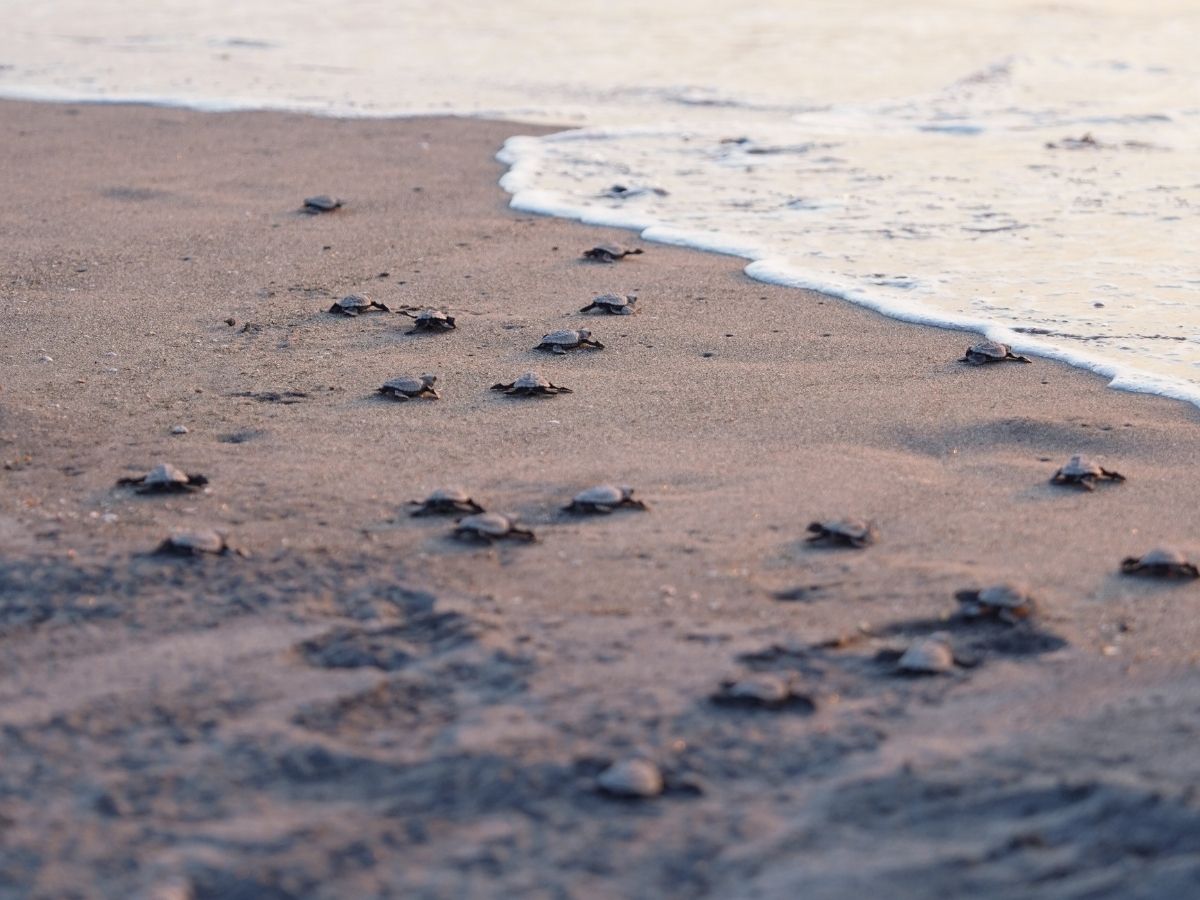 Pawikan hatchling released out into the sea at sunset