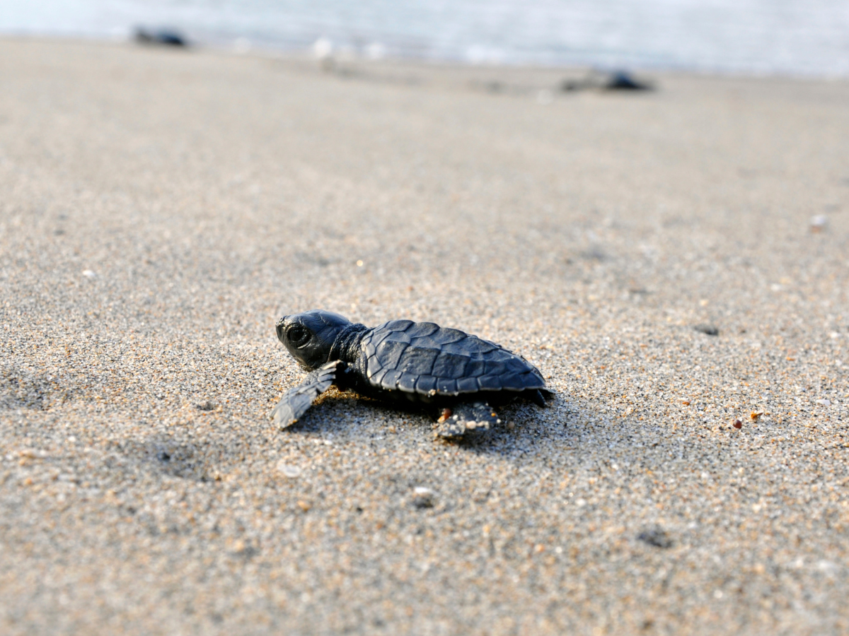 Sea Turtle Hatchling_1