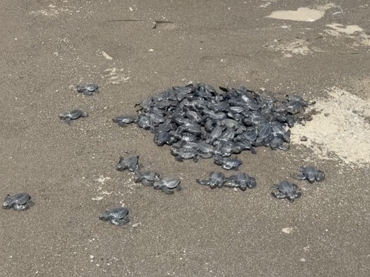 Sea Turtle Hatchling_2